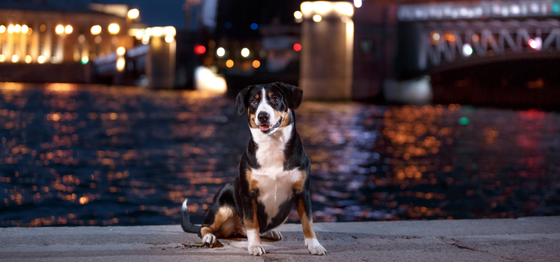 Social Walk - Sicher durch die Welt