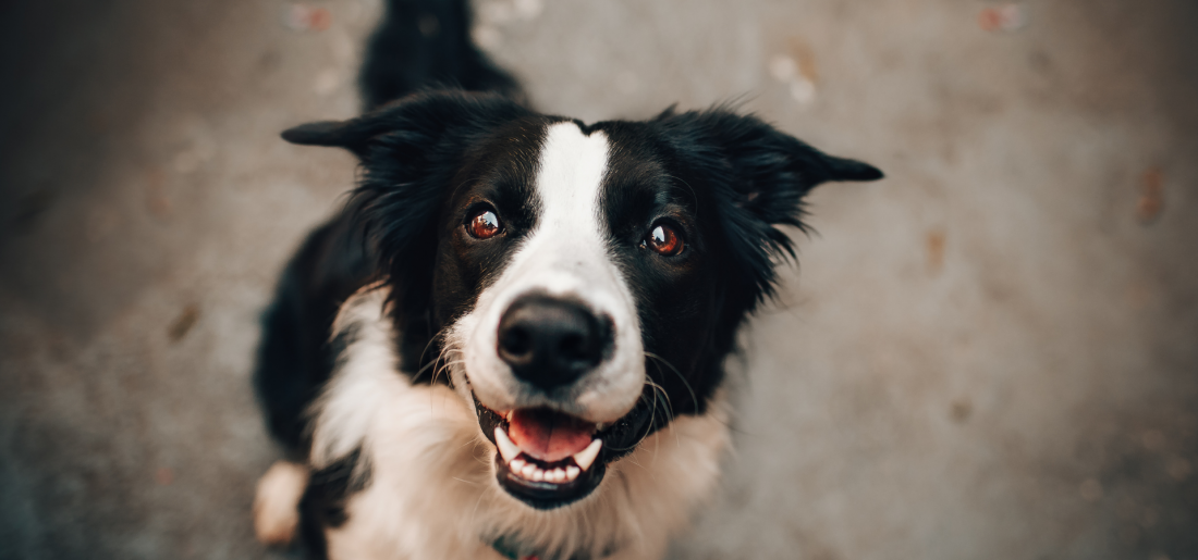 Social Walk - Was sagt mein Hund wirklich?