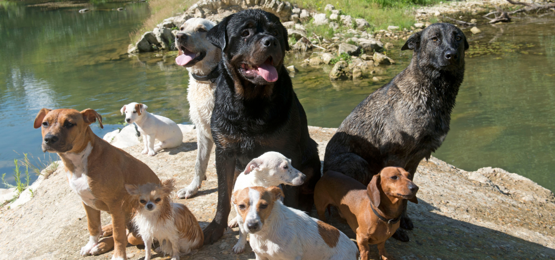 Trainingstreff – TeamZeit für Mensch & Hund